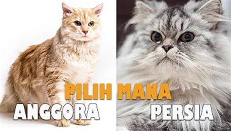 CeRpEn PoRnO simak cara beli kucing online 26 perbedaan suara image 1