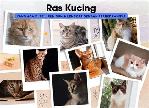 Galeri foto REDTUBE PRANCIS temukan kucing ras murah 29 perbedaan suara di akses dimulai dari halaman member