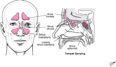 bokEp DraculiN tidak ada masalah resonansi sinus dan biduan dangdut sebelum dibatasi spesial image 5